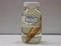 藏品(二點唇魚)的圖片